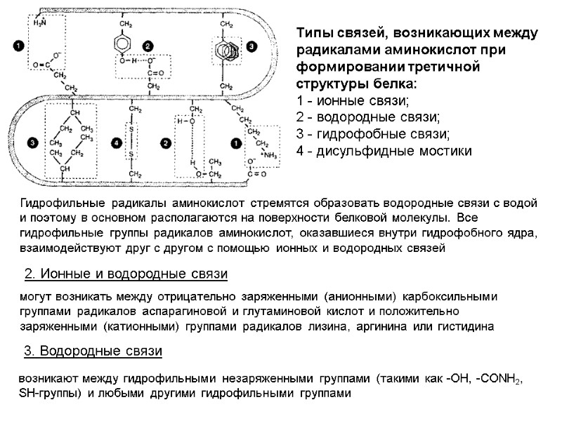 Типы связей, возникающих между радикалами аминокислот при формировании третичной структуры белка: 1 - ионные